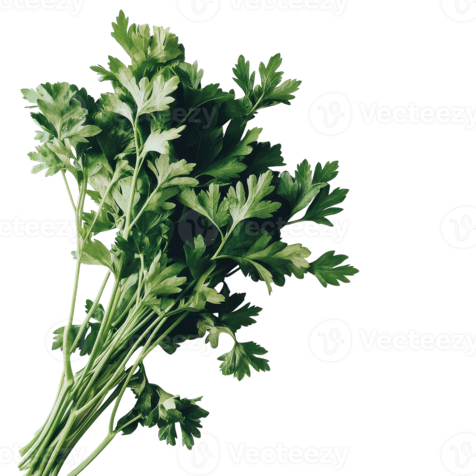 Fresh Parsley Bunch for Culinary Use and Garnishing on transparent background png