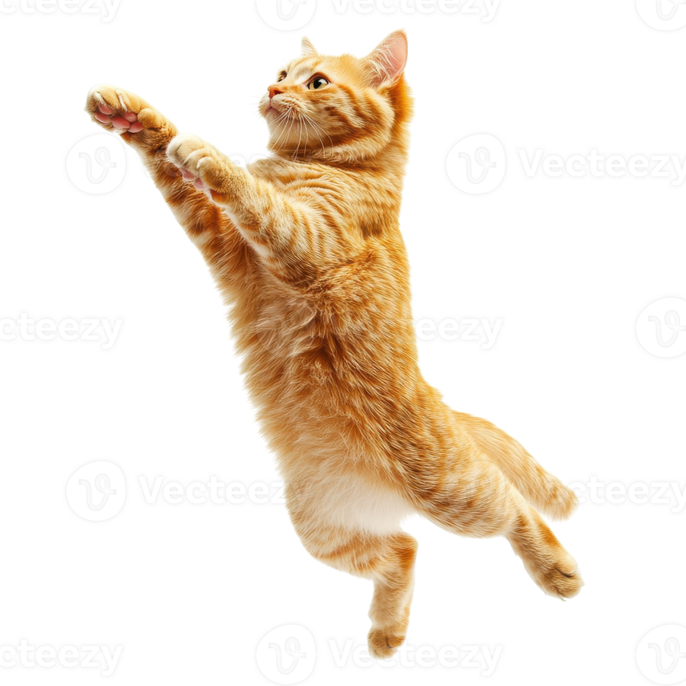 Cat Leaping in Mid-Air Isolated on White Background on transparent background png