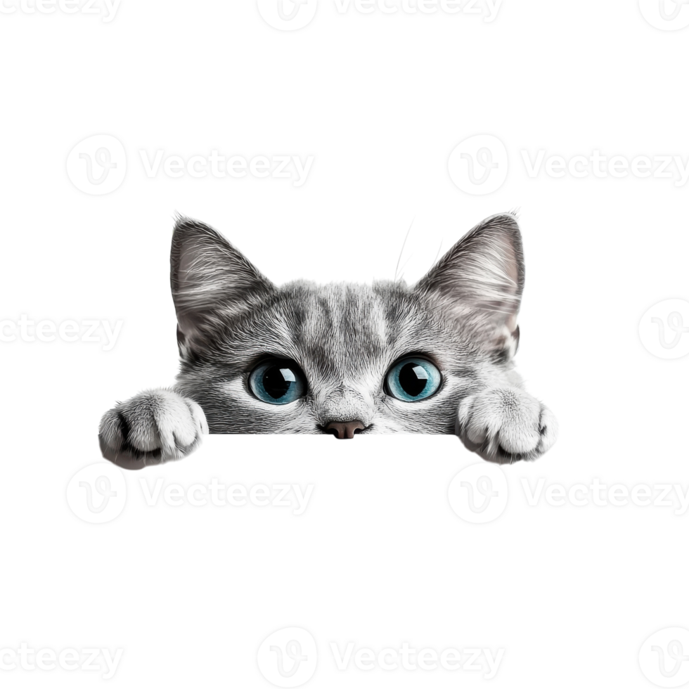 Curious Cat Peeking Over Web Banner for Creative Designs on transparent background png