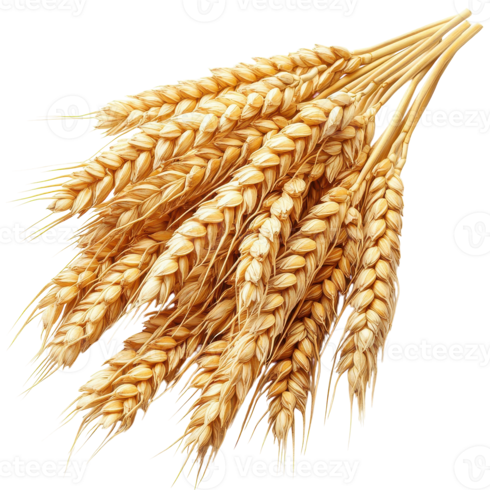 Ears of Wheat Isolated for Agricultural Use on transparent background png