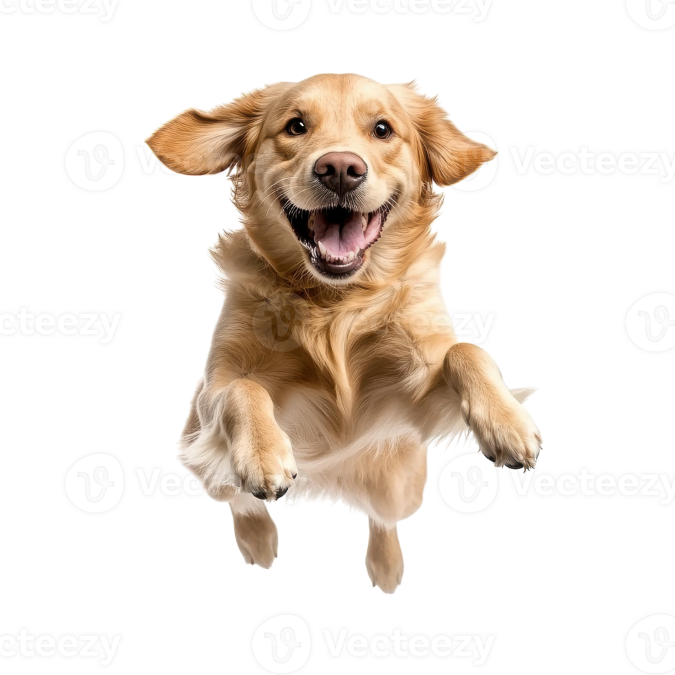 Golden Retriever Dog Jumping Happily in a Playful Moment on transparent background png