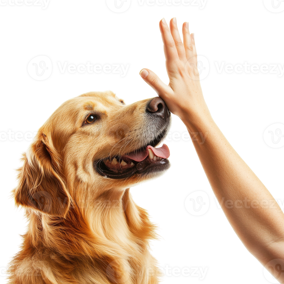 Golden Retriever Giving High Five Isolated on White Background on transparent background png