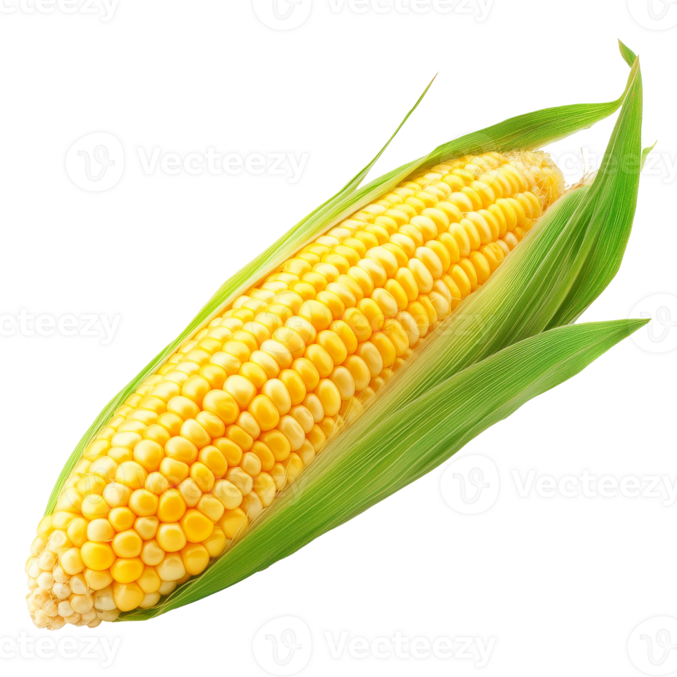 Fresh corn on the cob in nature isolated transparent png