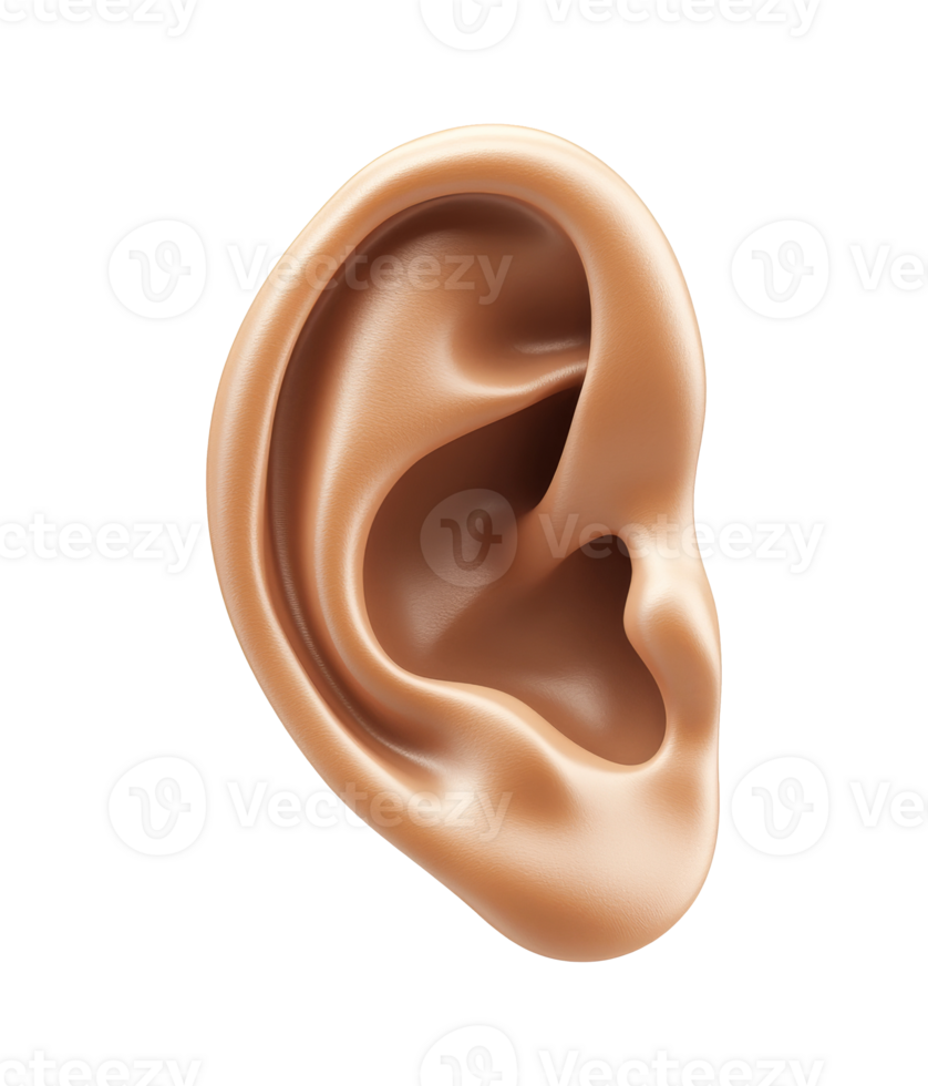 Realistic human ear model on white isolated transparent png