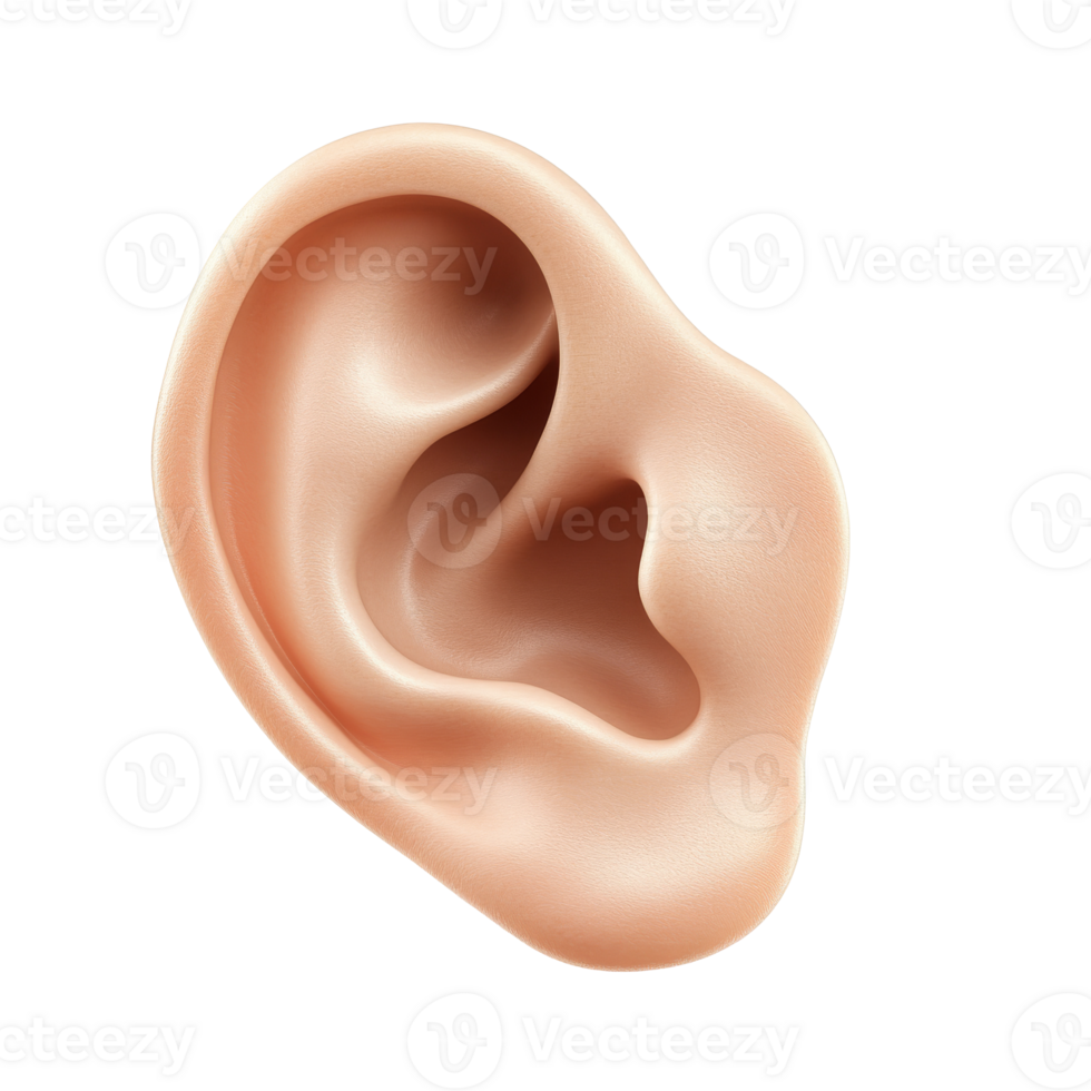 Realistic human ear model for anatomical study isolated transparent png