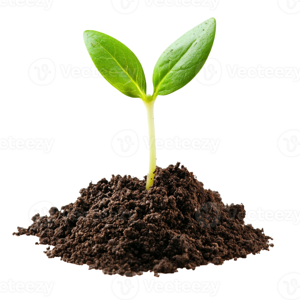 Small green plant growing indoors isolated transparent png
