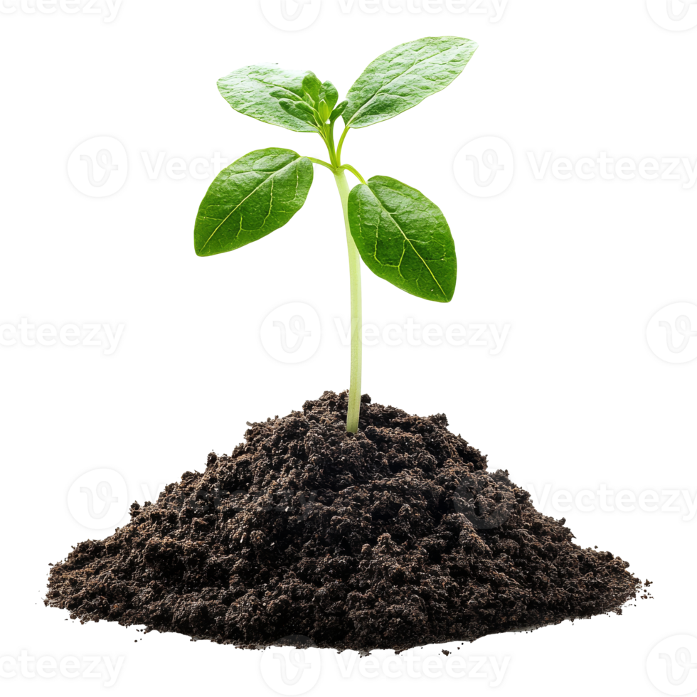 Young green plant growing in rich dark soil isolated transparent png