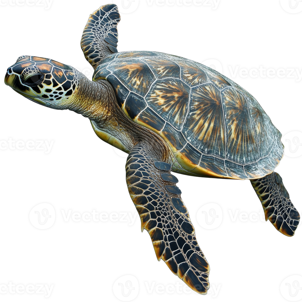 A magnificent sea turtle swimming in clear waters isolated transparent png