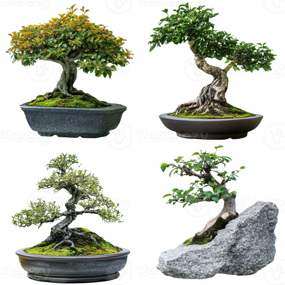 Unique pots with beautiful bonsai trees isolated transparent png
