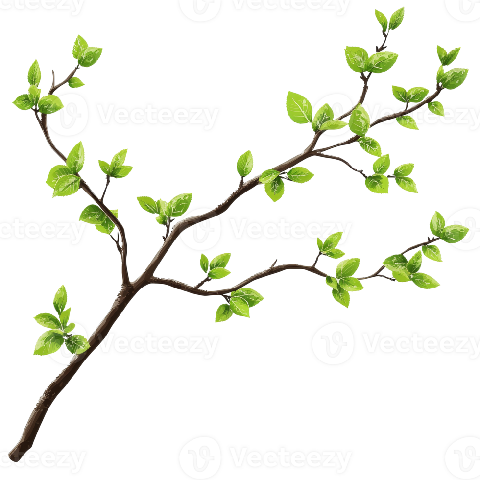 Green leafed branch with fresh foliage in spring isolated transparent png