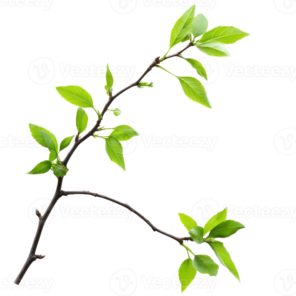 Green leaves on twig, white background isolated transparent png