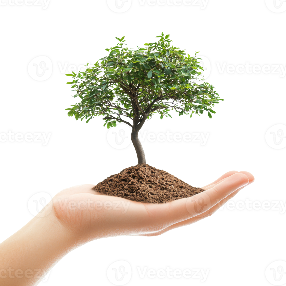Hand nurturing a growing tree isolated transparent png