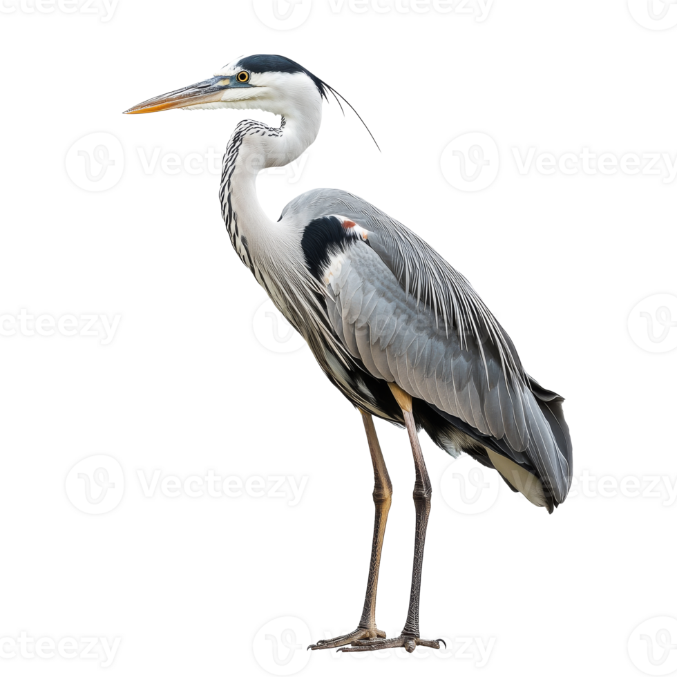 Graceful heron in the wetland isolated transparent png