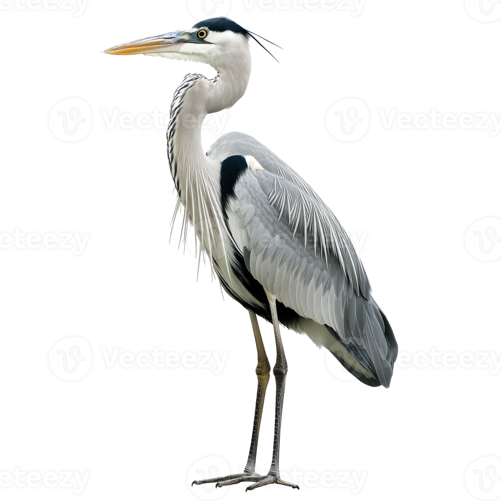 Heron standing gracefully by a riverbank midday isolated transparent png