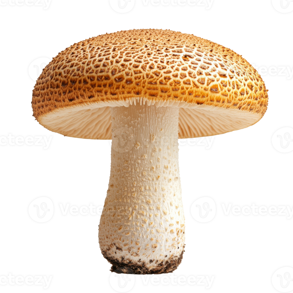 Textured cap mushroom on white isolated transparent png