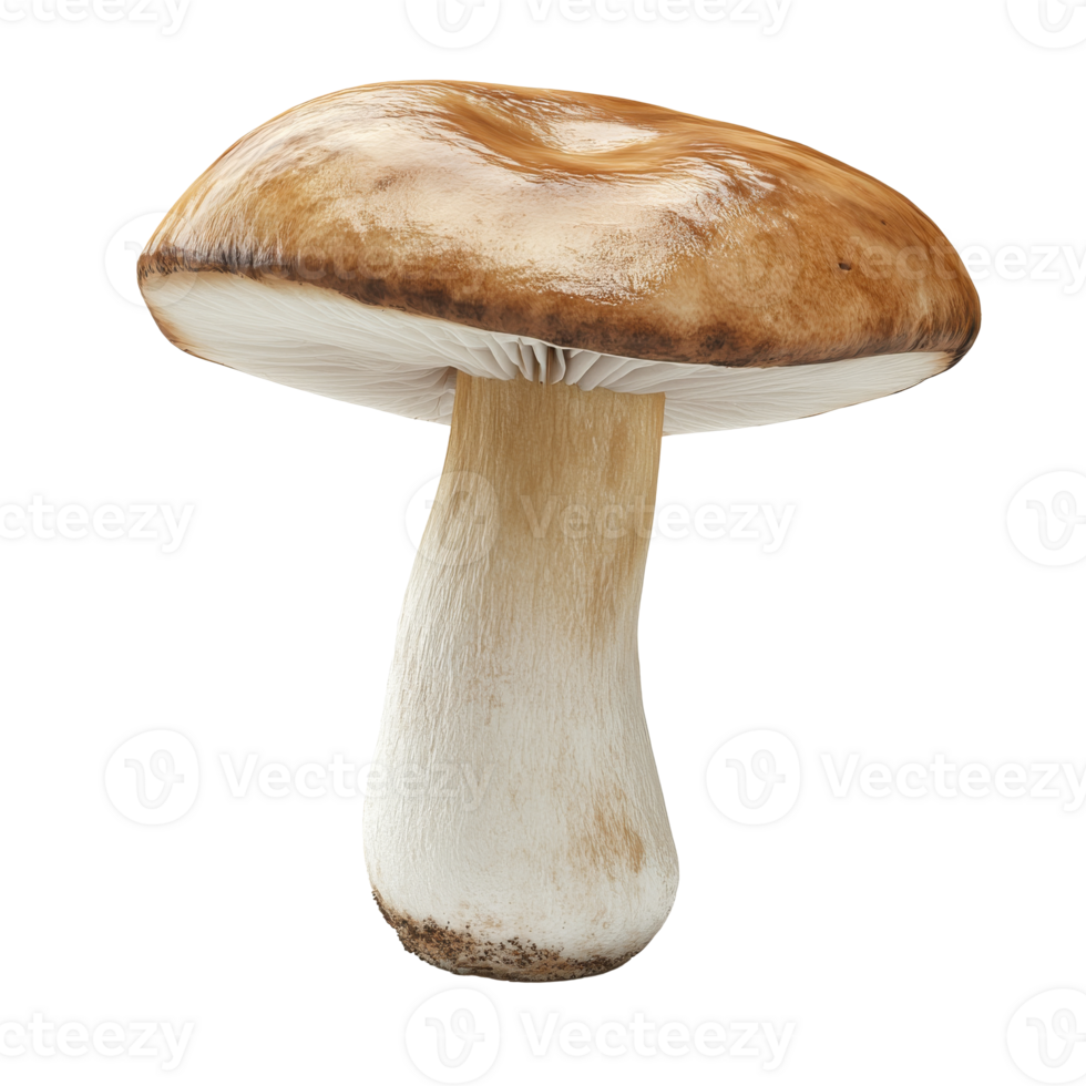 Single porcini on a plain backdrop isolated transparent png