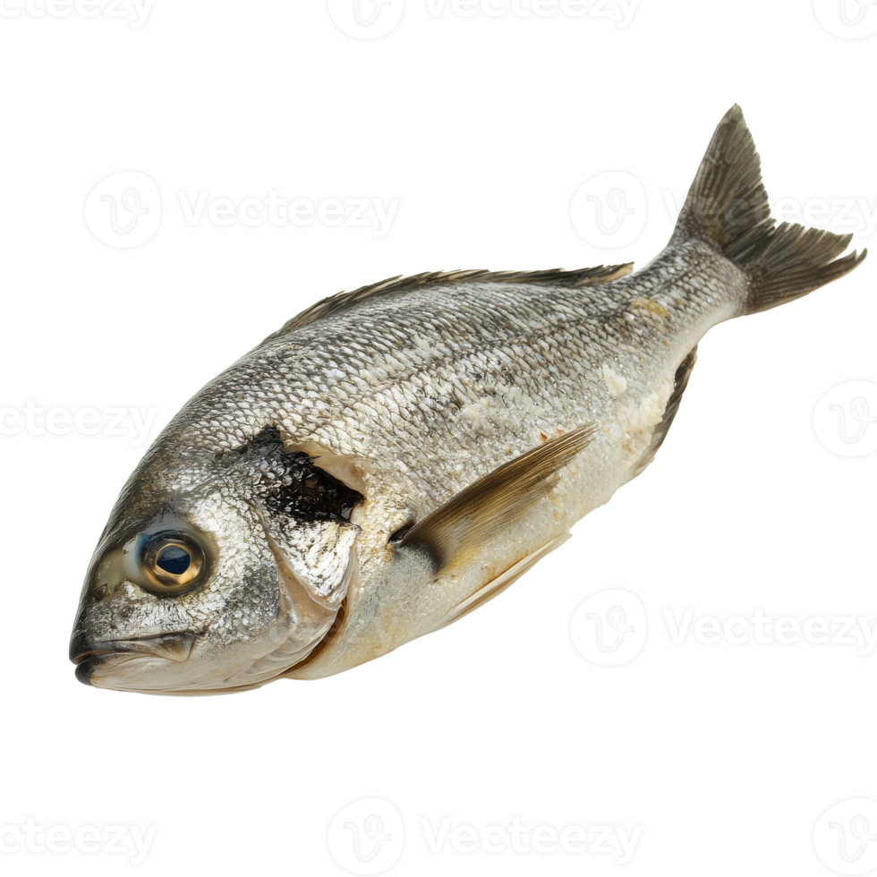 Fresh whole fish displayed on a white background isolated transparent png