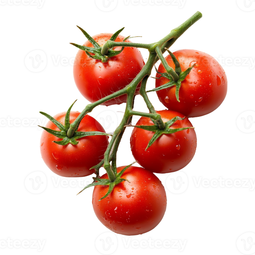 Fresh red tomatoes on the vine ready for harvest isolated transparent png