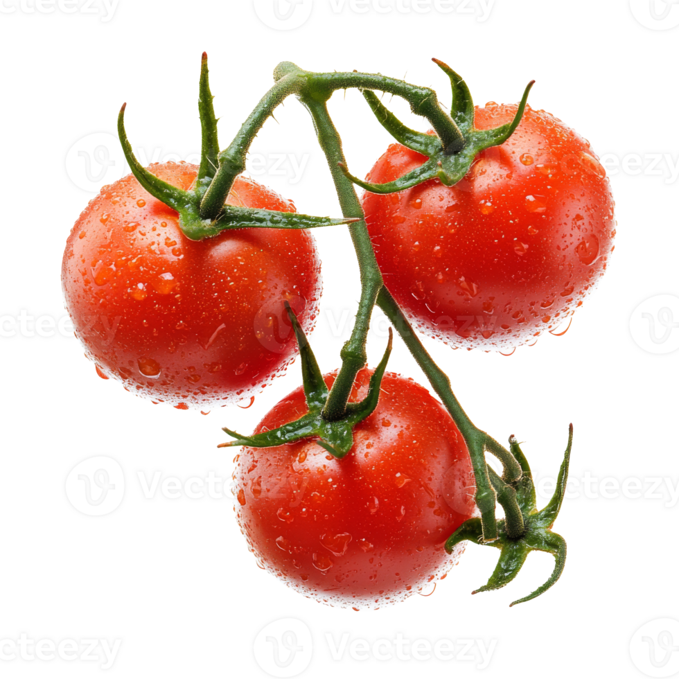 Fresh vine ripened tomatoes with water droplets isolated transparent png