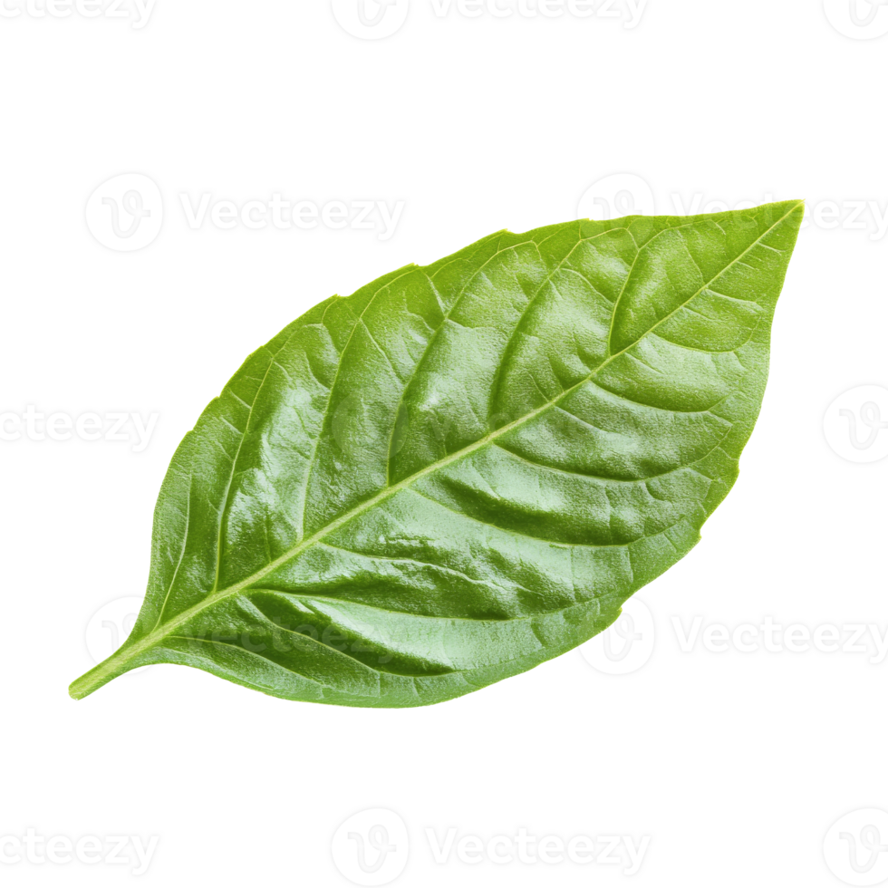 Basil leaf on a white background isolated transparent png