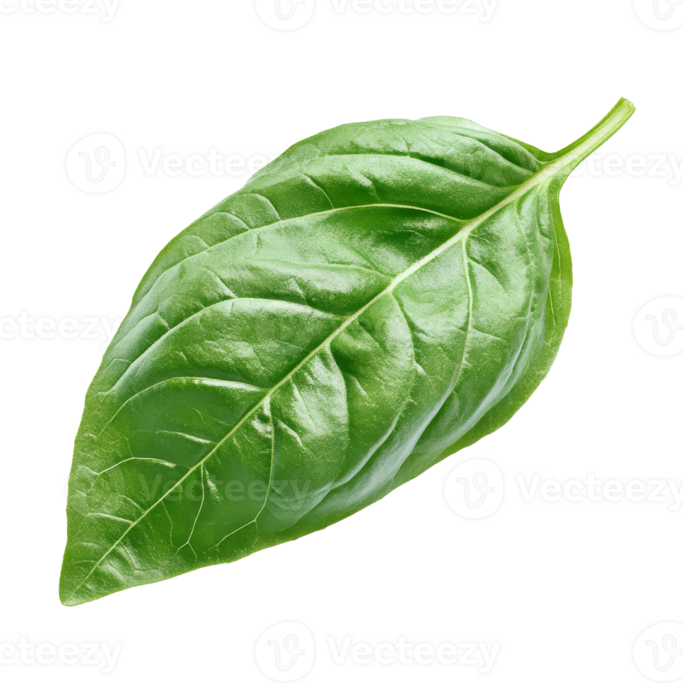 Fresh basil leaf isolated on white background isolated transparent png