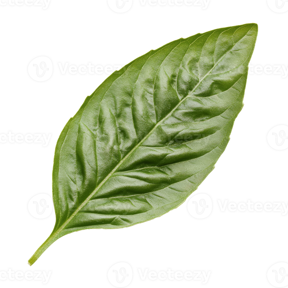 Fresh basil leaf isolated on a white background isolated transparent png