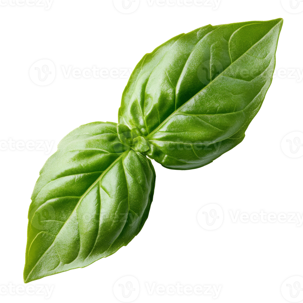 Fresh basil leaves on a white background isolated transparent png