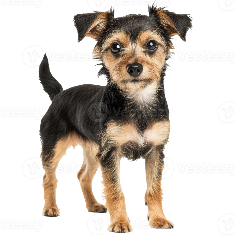 Small black and tan dog posing indoors at home isolated transparent png
