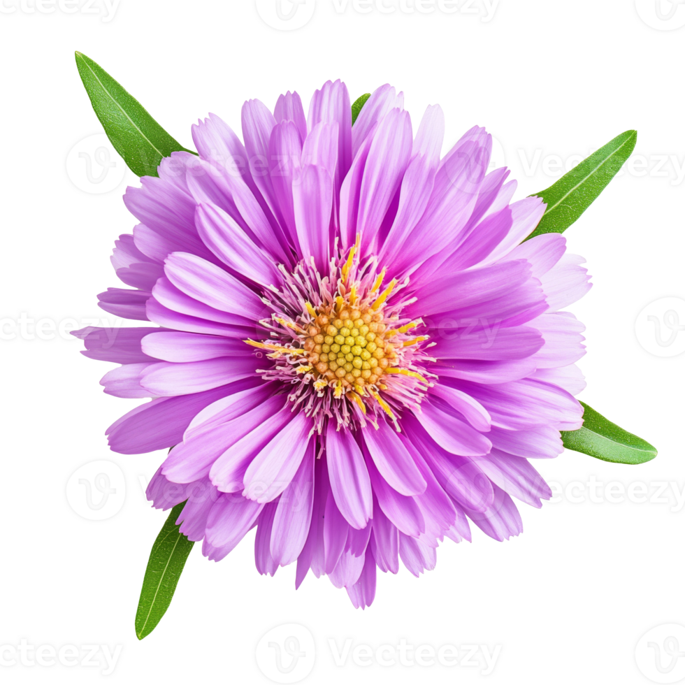 Purple aster bloom with green leaves isolated transparent png