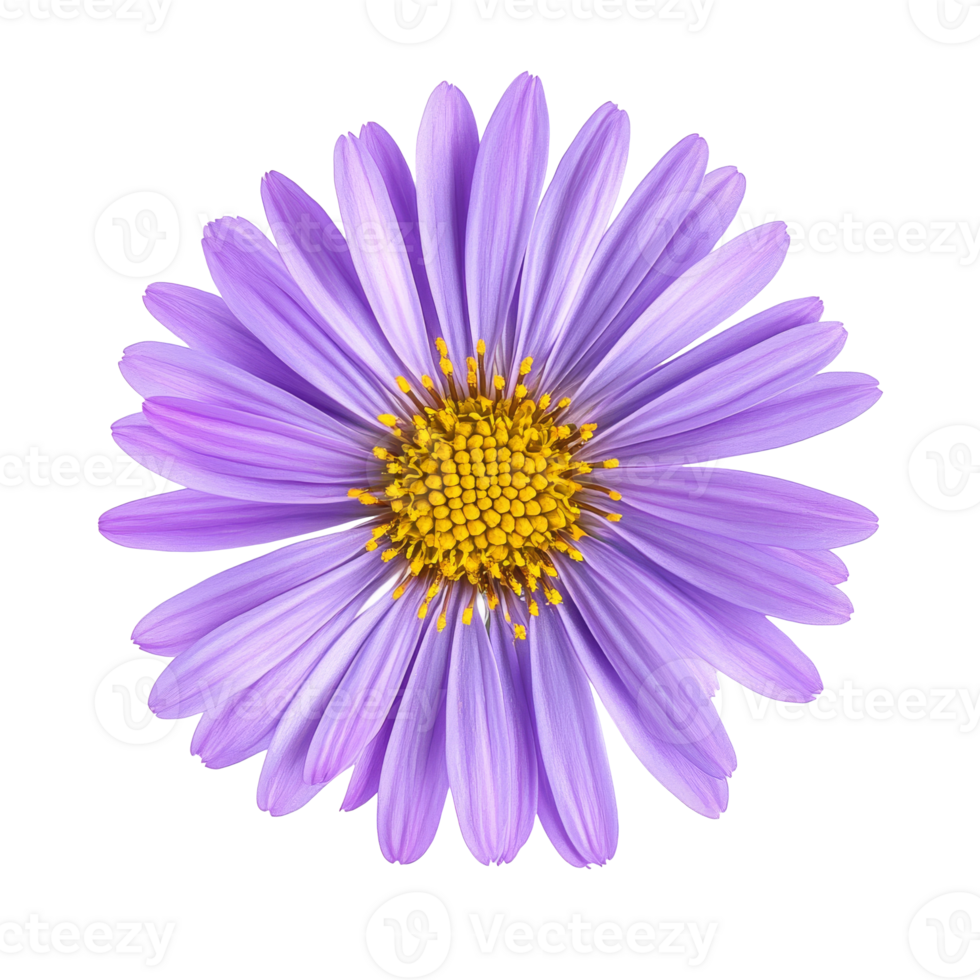 Close up view of a vibrant purple flower in bloom isolated transparent png