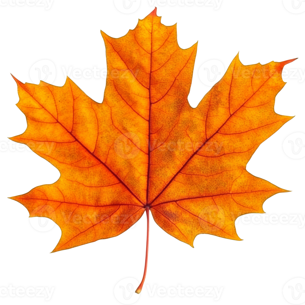 Autumn maple leaf resting on a white background isolated transparent png