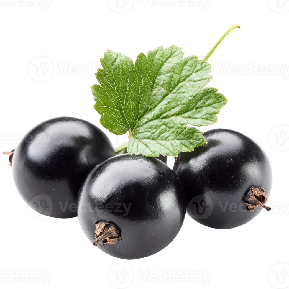 Fresh blackcurrants with a green leaf on display isolated transparent png