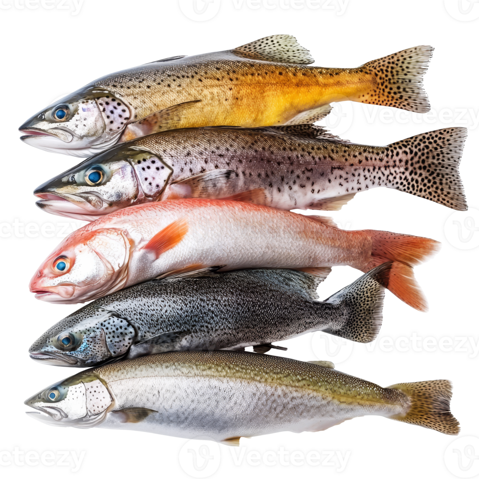 Fresh trout varieties displayed at market isolated transparent png