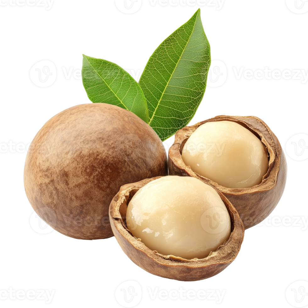 Macadamia nuts with leaves on white isolated transparent png