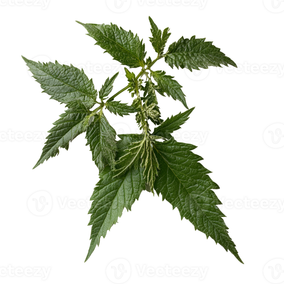 Fresh nettle leaves on a white background isolated transparent png