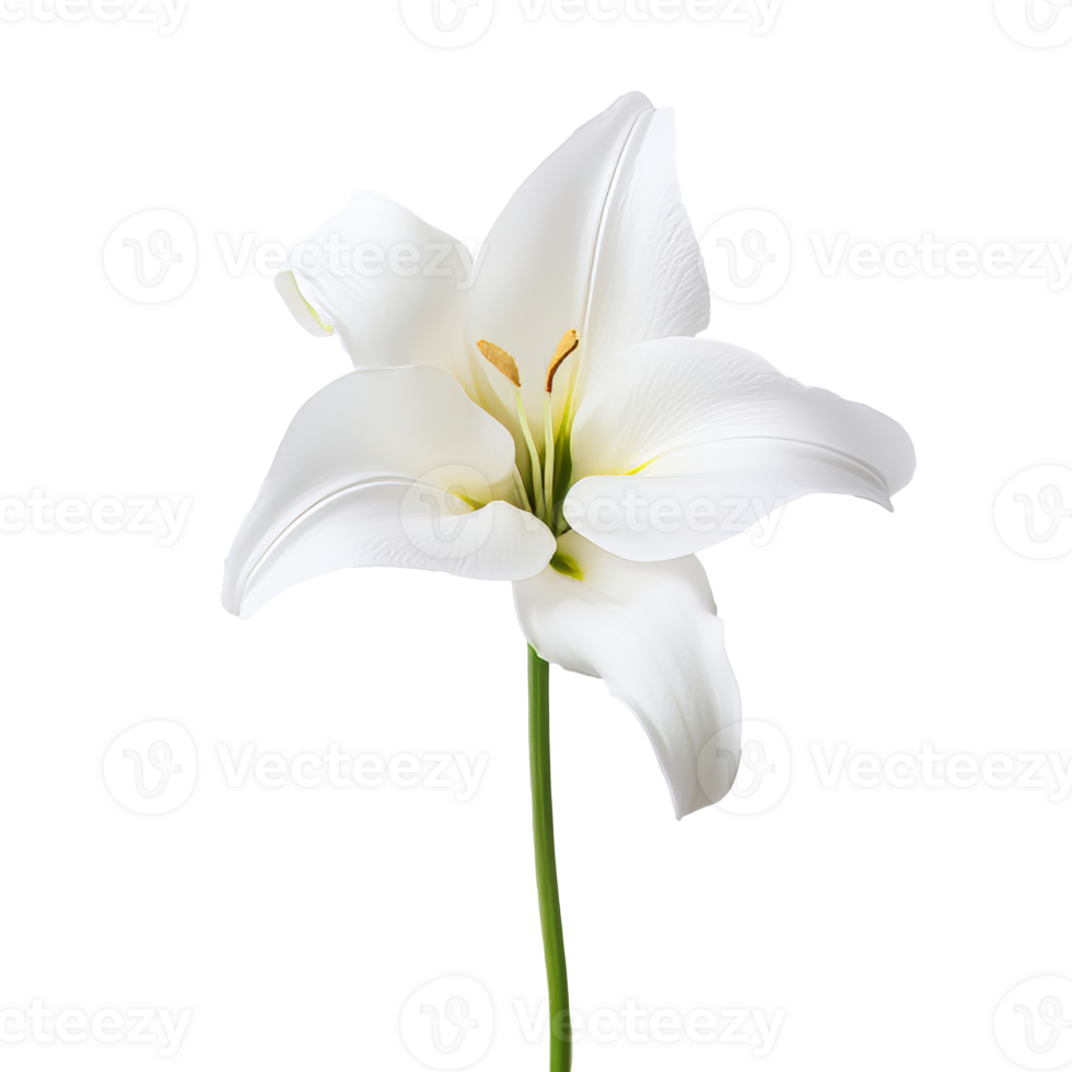 Elegant white lily flower on a simple background isolated transparent png