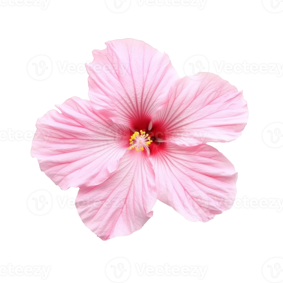 Intricate pink hibiscus flower isolated transparent png