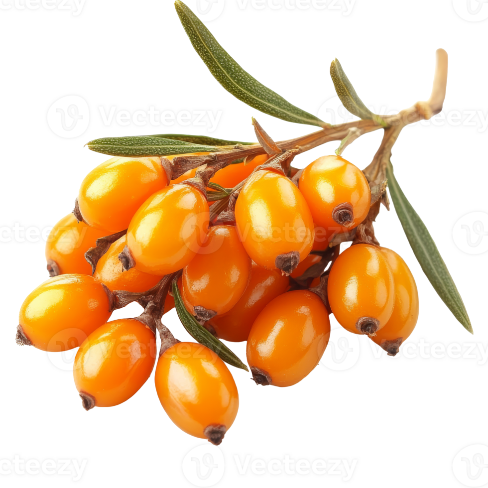 Fresh sea buckthorn berries on a branch in autumn isolated transparent png