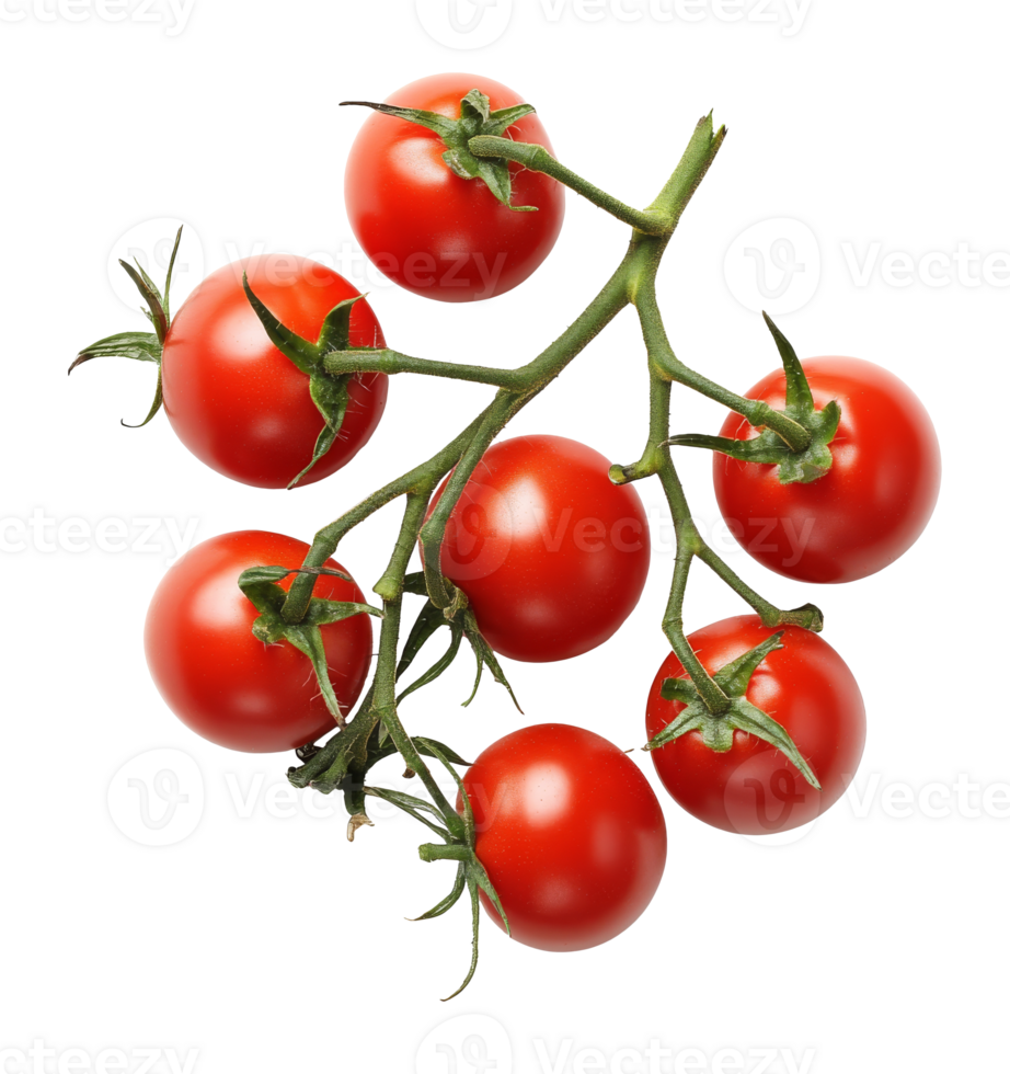 Fresh cherry tomatoes on vine ready for harvest isolated transparent png