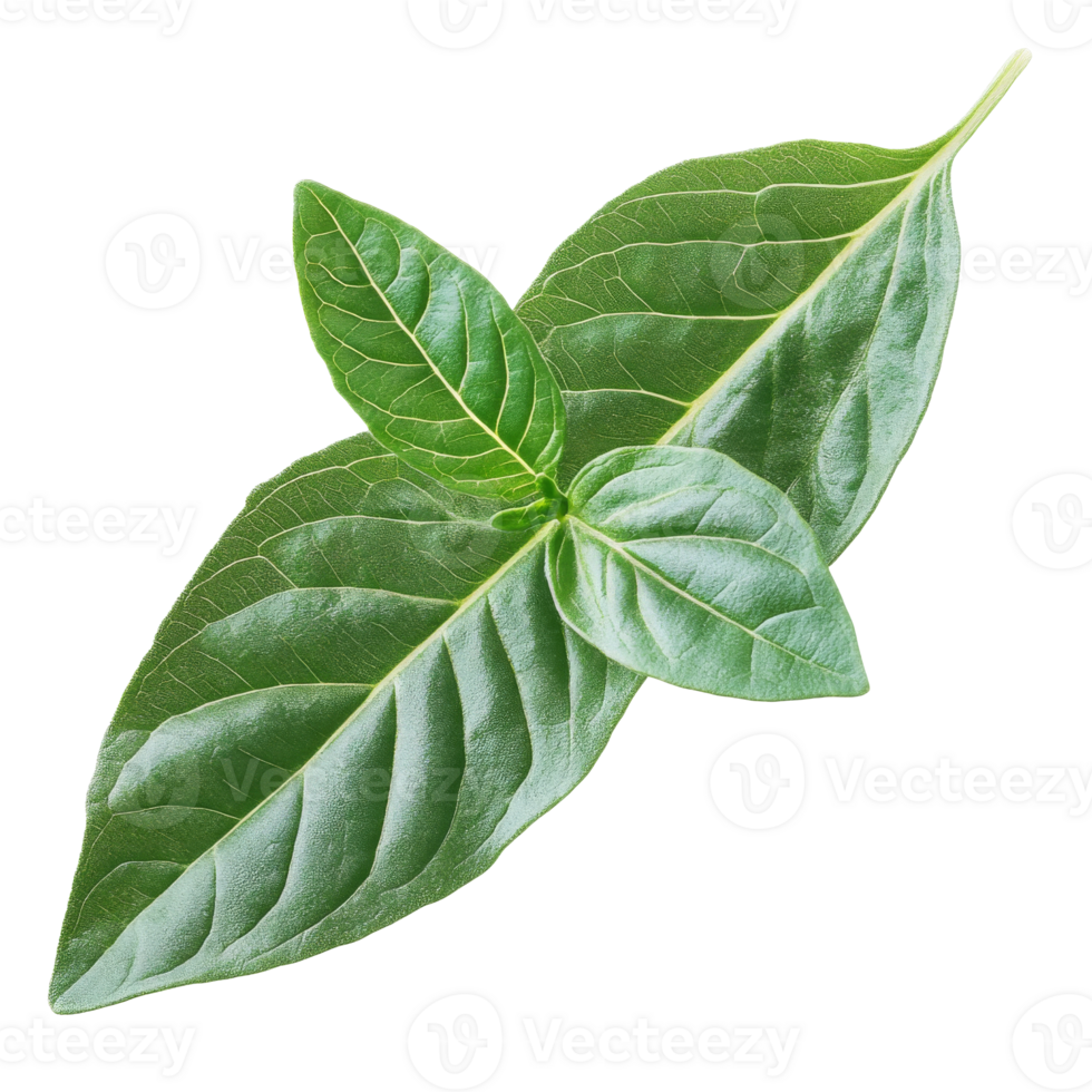 Basil leaves on a white background isolated transparent png