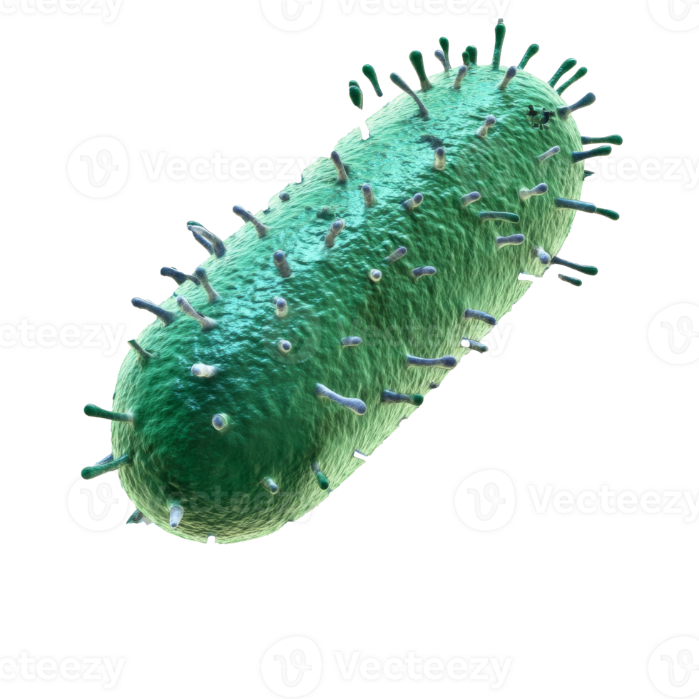 Scientific illustration of a bacterium isolated transparent png
