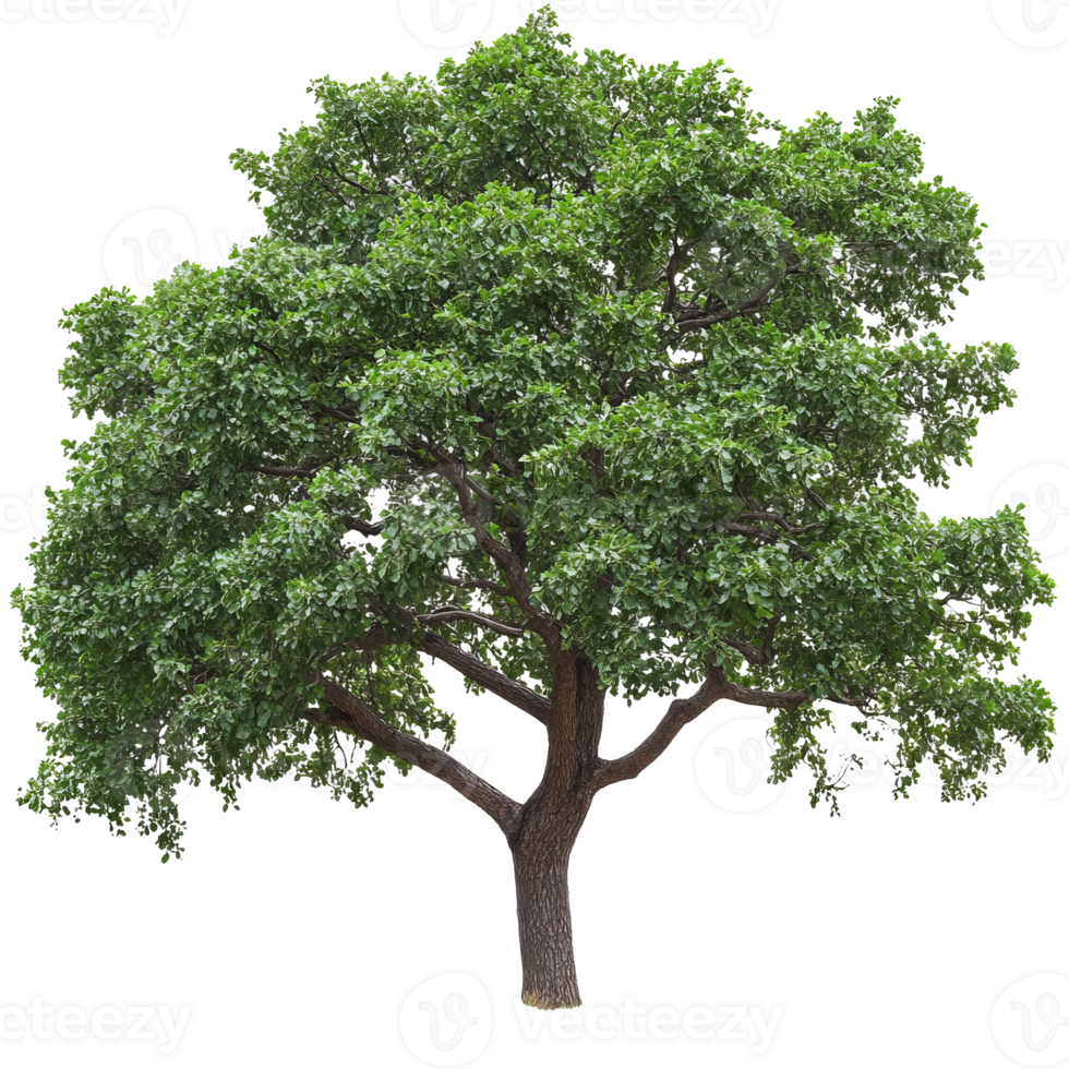 Large green tree with abundant foliage in nature transparent png