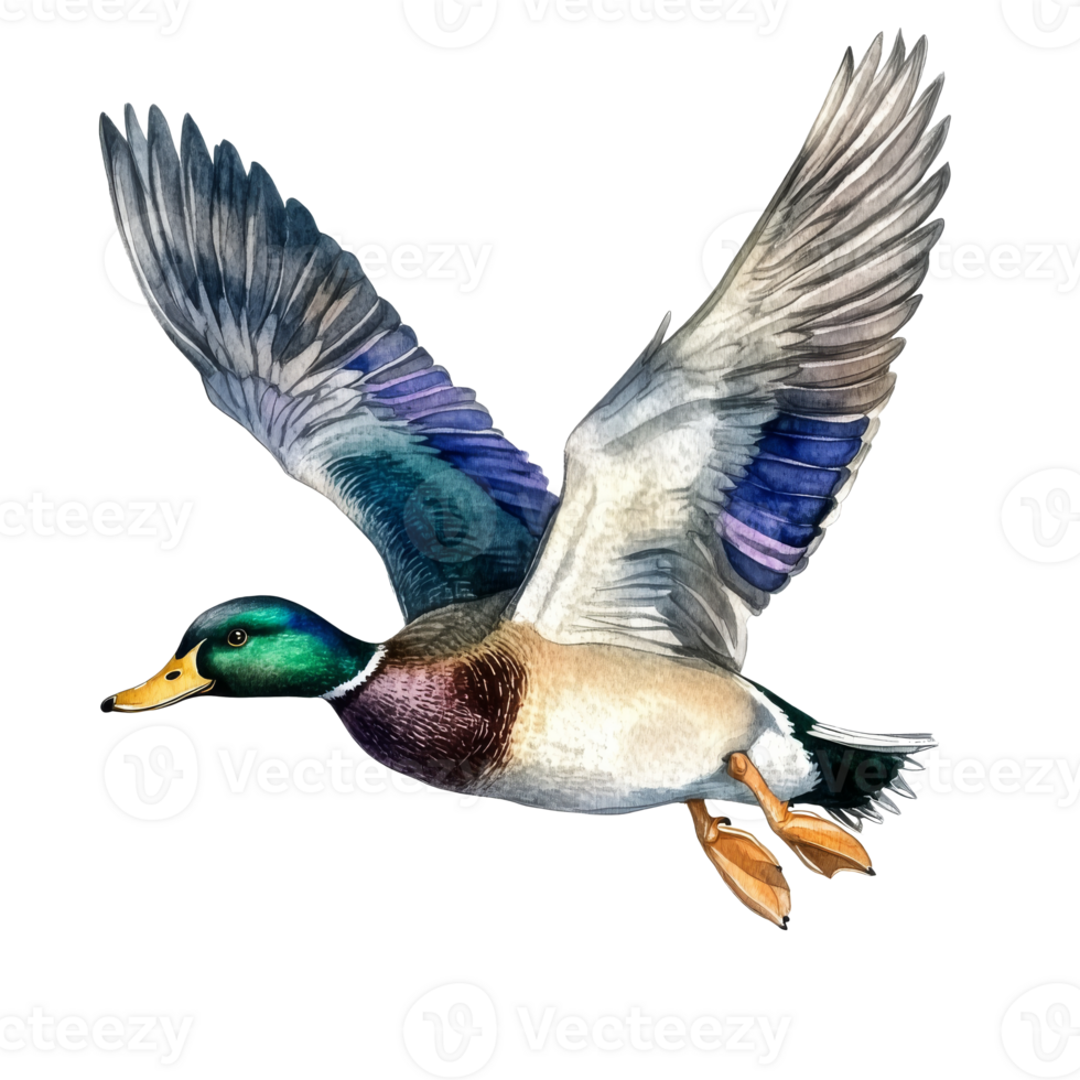 Mallard duck in flight above serene landscape transparent png