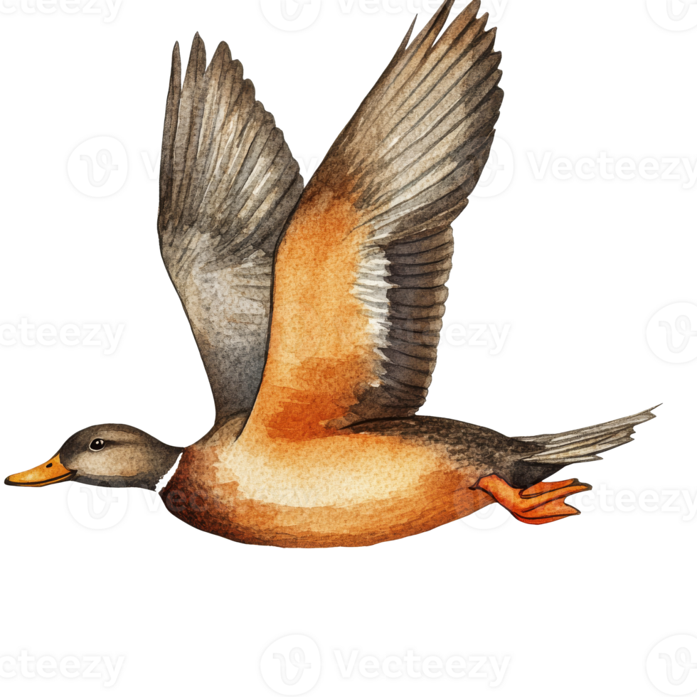 A mallard duck in flight with wings spread wide transparent png