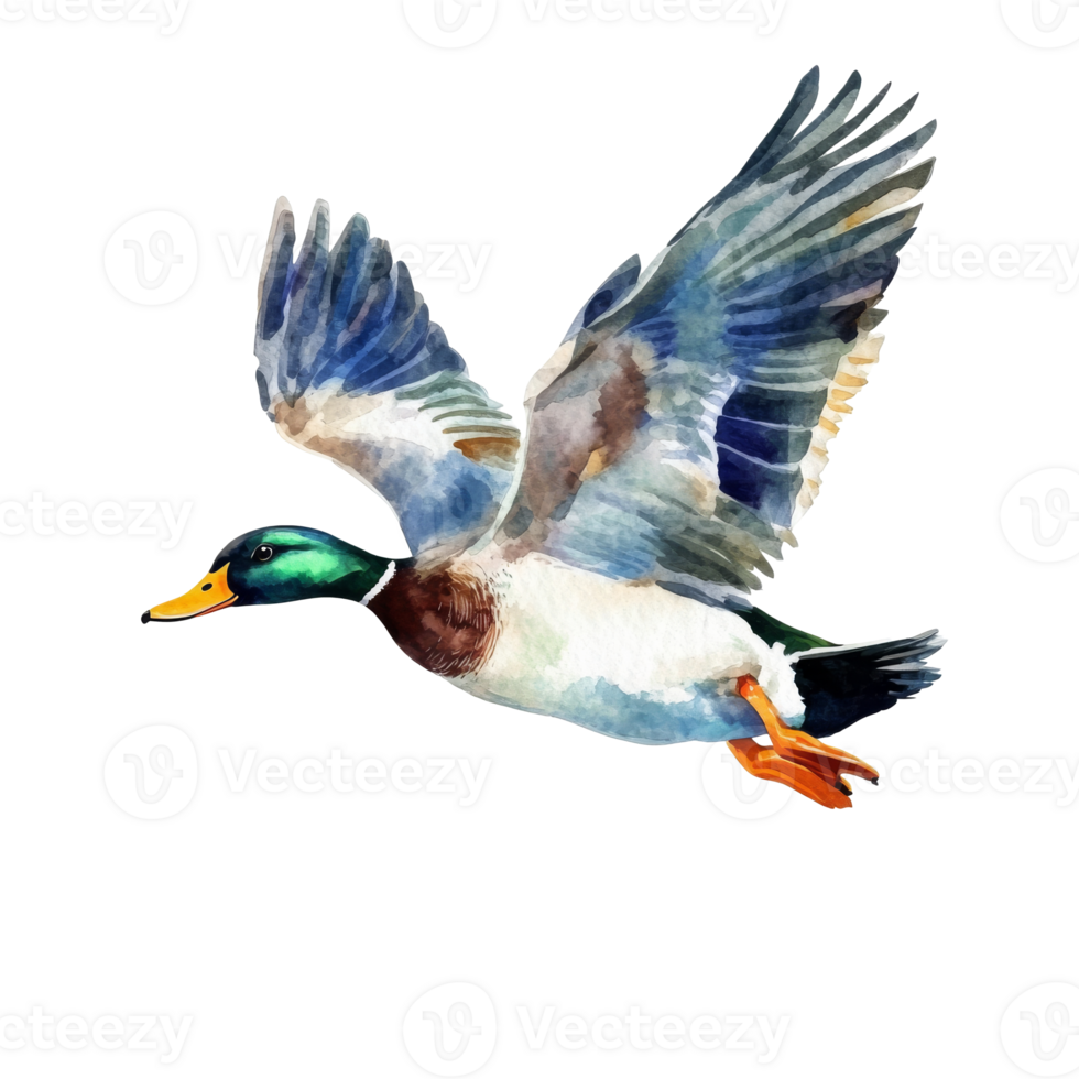 Mallard duck flying gracefully over a serene pond transparent png