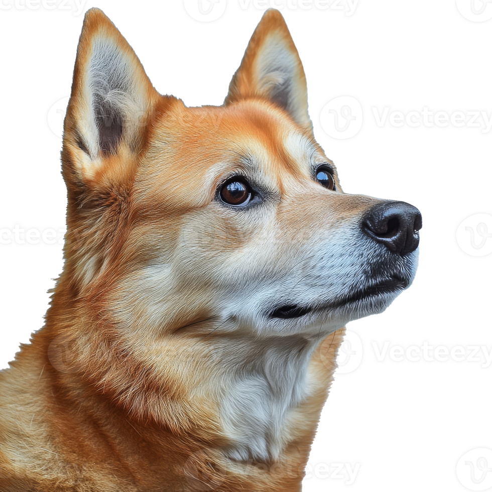 Friendly dog with a curious expression on display transparent png
