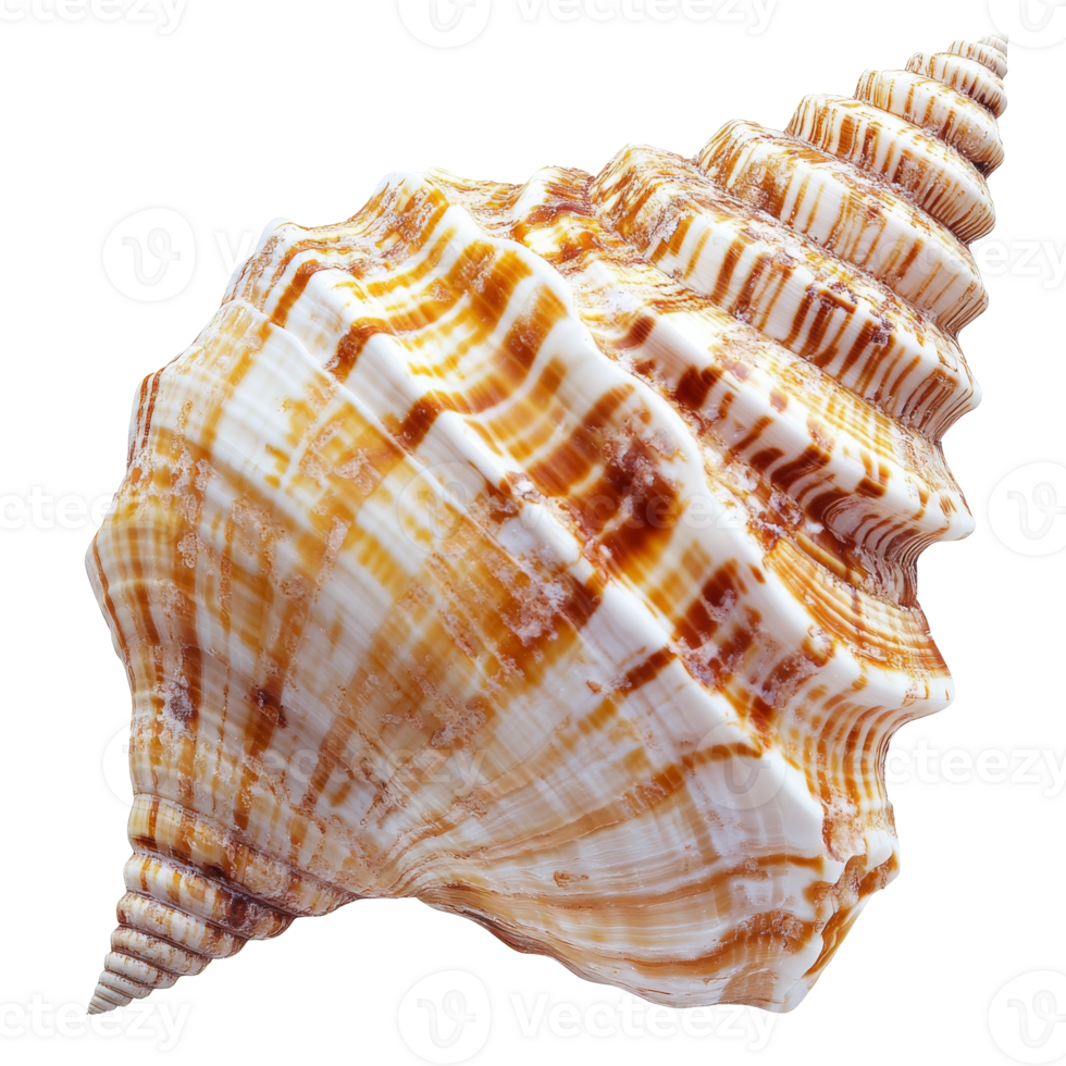 Stunning seashell found on a beach during sunset transparent png