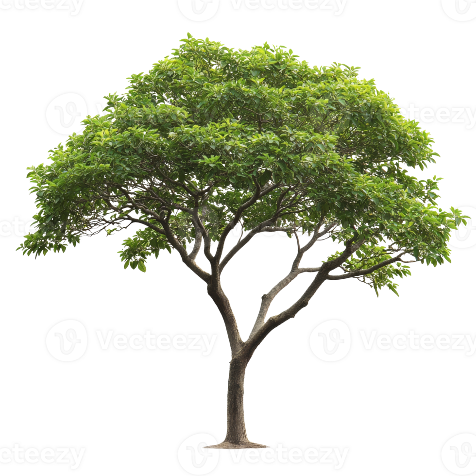 Bright sunny broad canopy tree transparent png