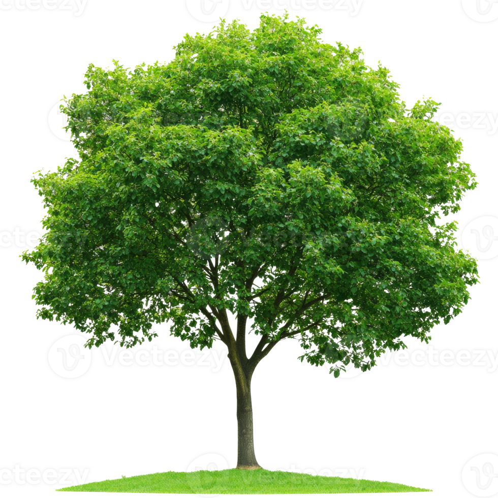 Lush green tree in a grassy park during summer transparent png