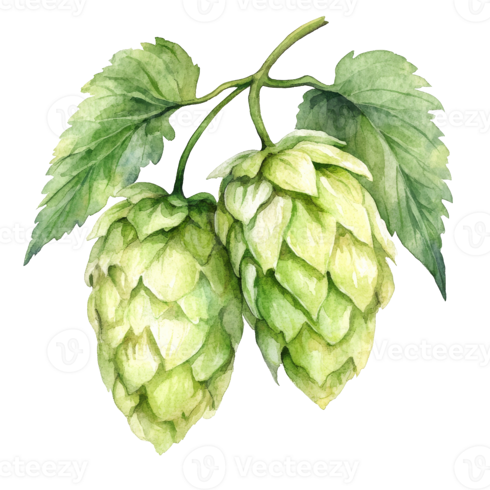 Fresh hop cones and leaves hanging on the vine transparent png